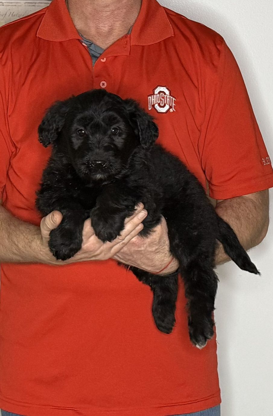 Babe, an 8-week-old female Goldendoodle / Lab mix.