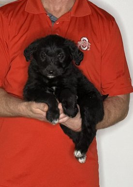 Bear, an 8-week-old male Goldendoodle / Lab mix.