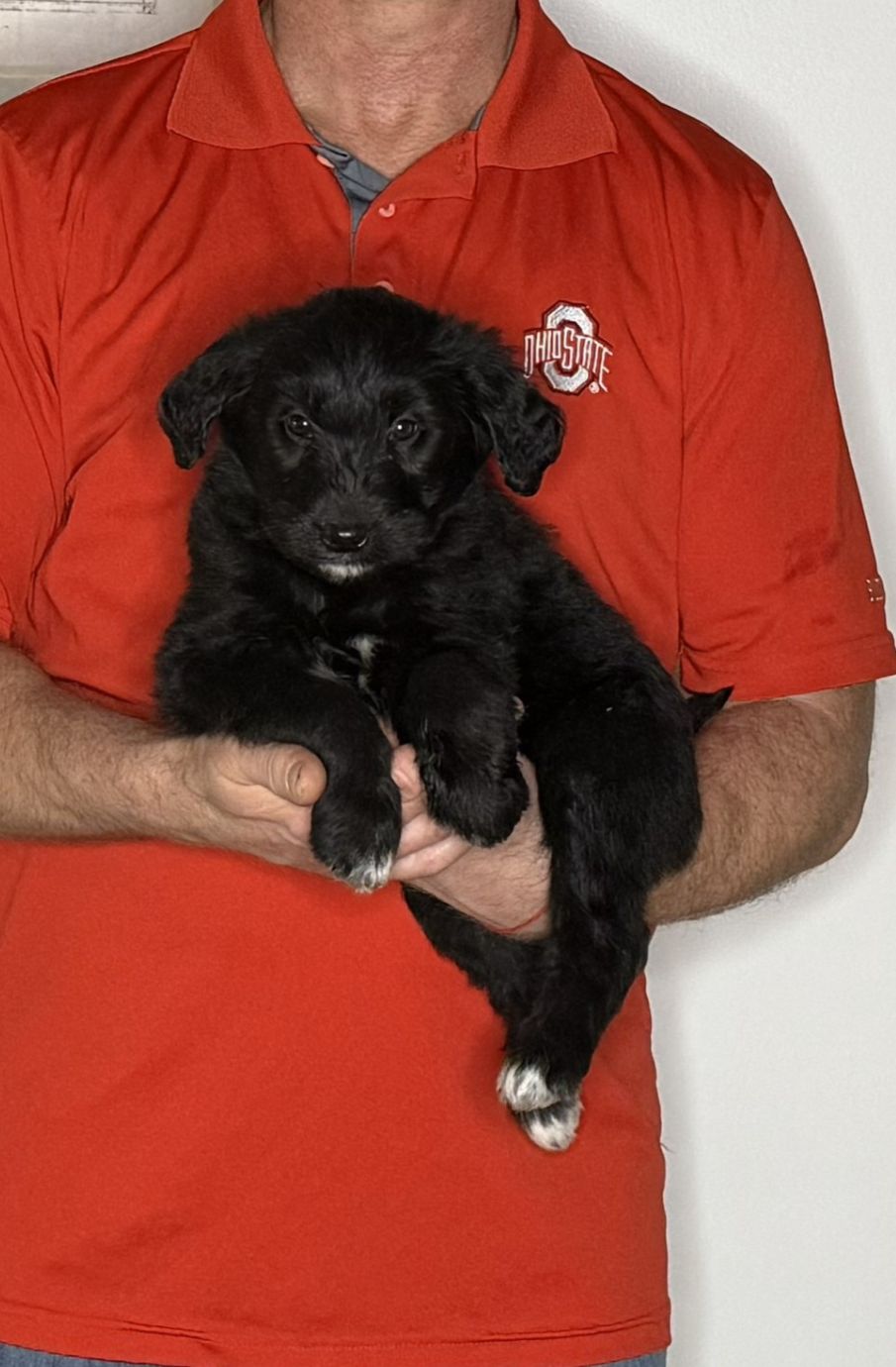 Bear, an 8-week-old male Goldendoodle / Lab mix.