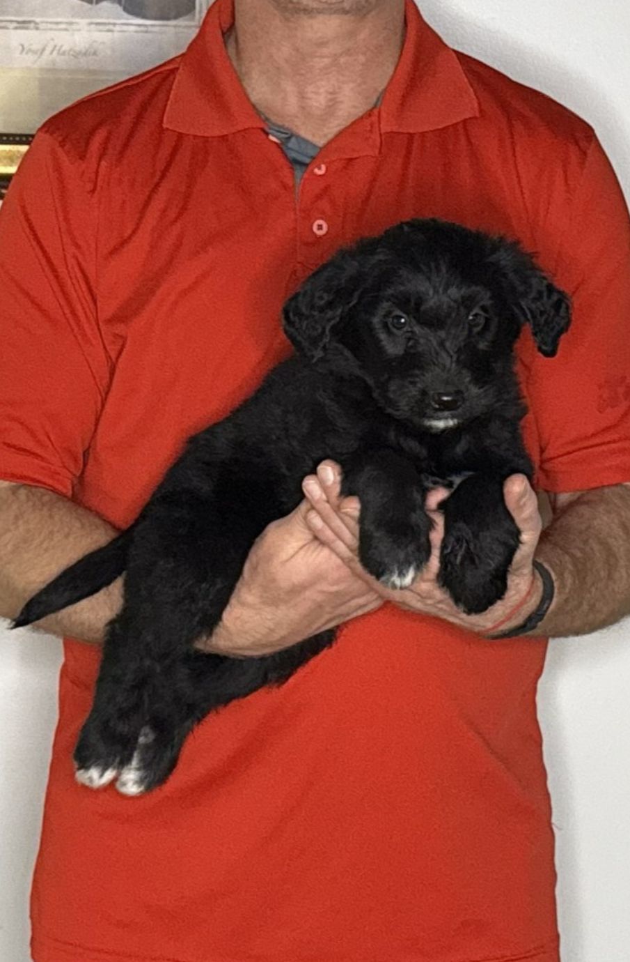 Bear, an 8-week-old male Goldendoodle / Lab mix.