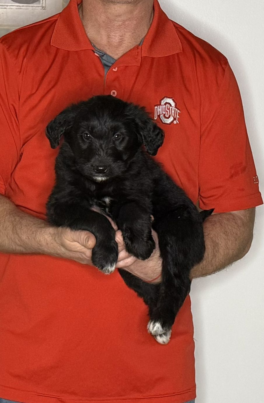 Bear, an 8-week-old male Goldendoodle / Lab mix.