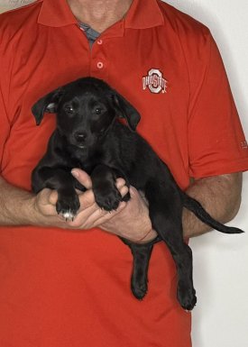 Bella, an 8-week-old female Goldendoodle / Lab mix.