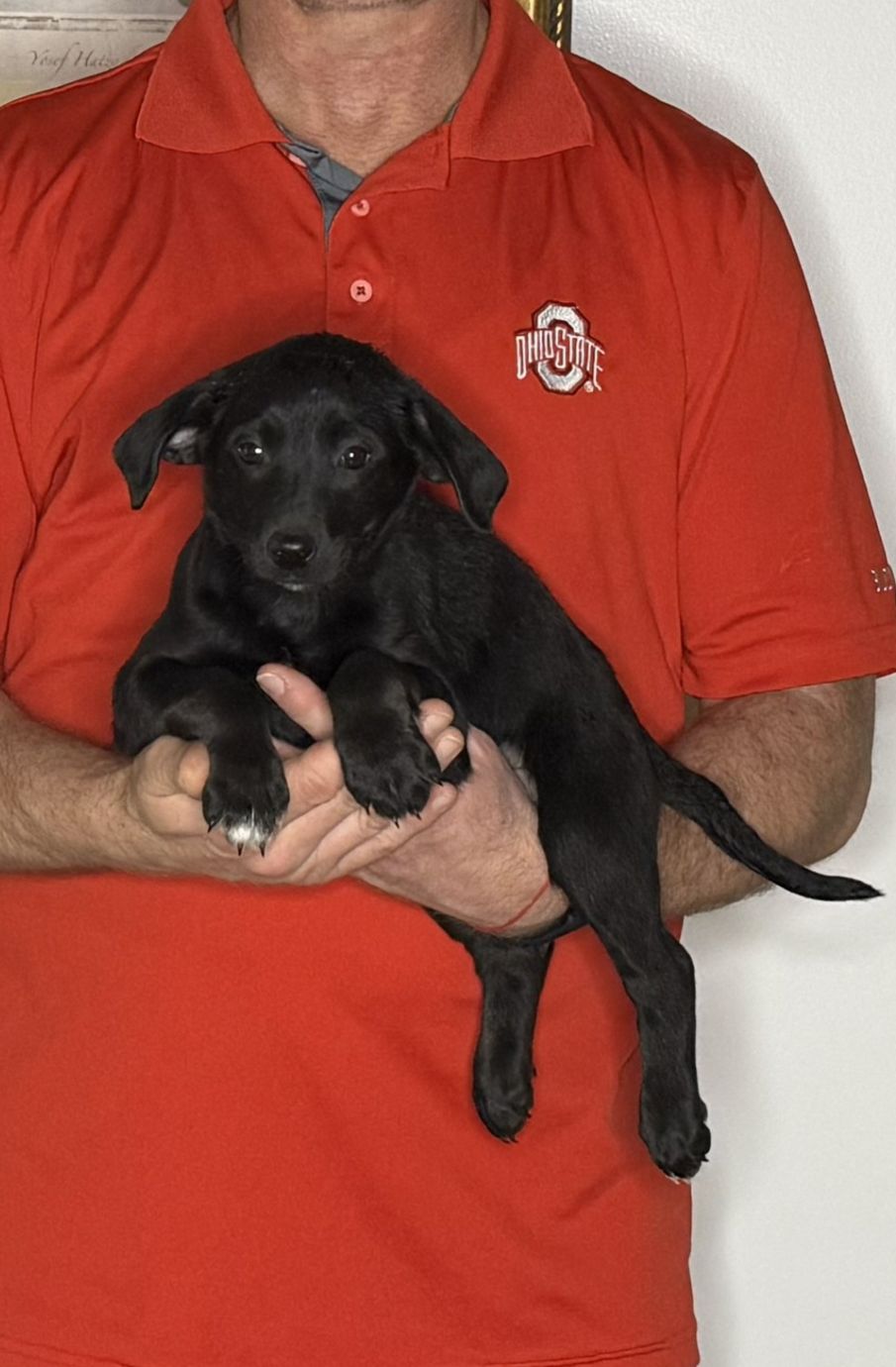 Bella, an 8-week-old female Goldendoodle / Lab mix.