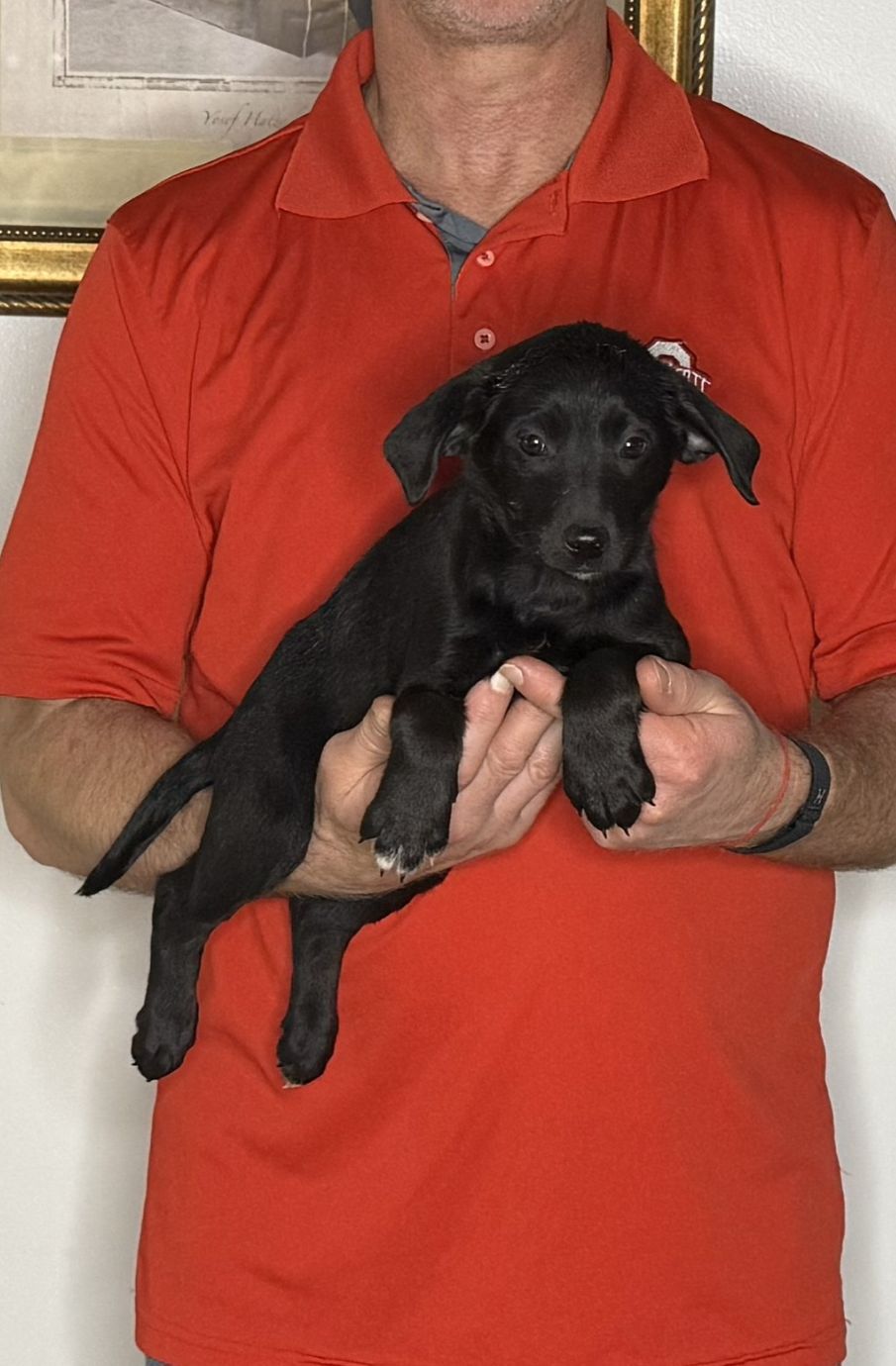 Bella, an 8-week-old female Goldendoodle / Lab mix.