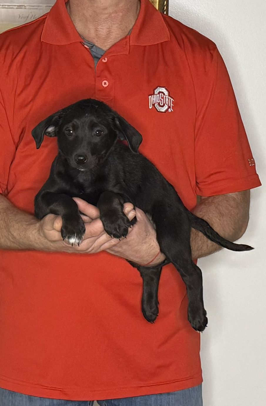 Bella, an 8-week-old female Goldendoodle / Lab mix.