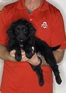 Bentley, an 8-week-old male Goldendoodle / Lab mix.