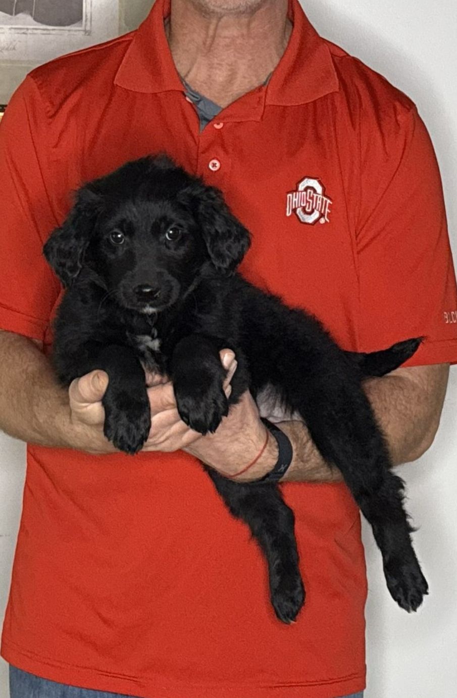 Bentley, an 8-week-old male Goldendoodle / Lab mix.