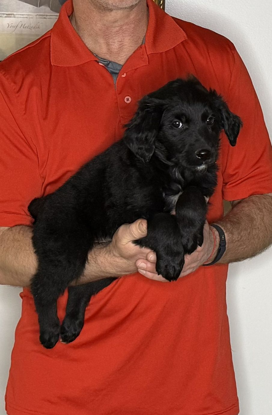 Bentley, an 8-week-old male Goldendoodle / Lab mix.