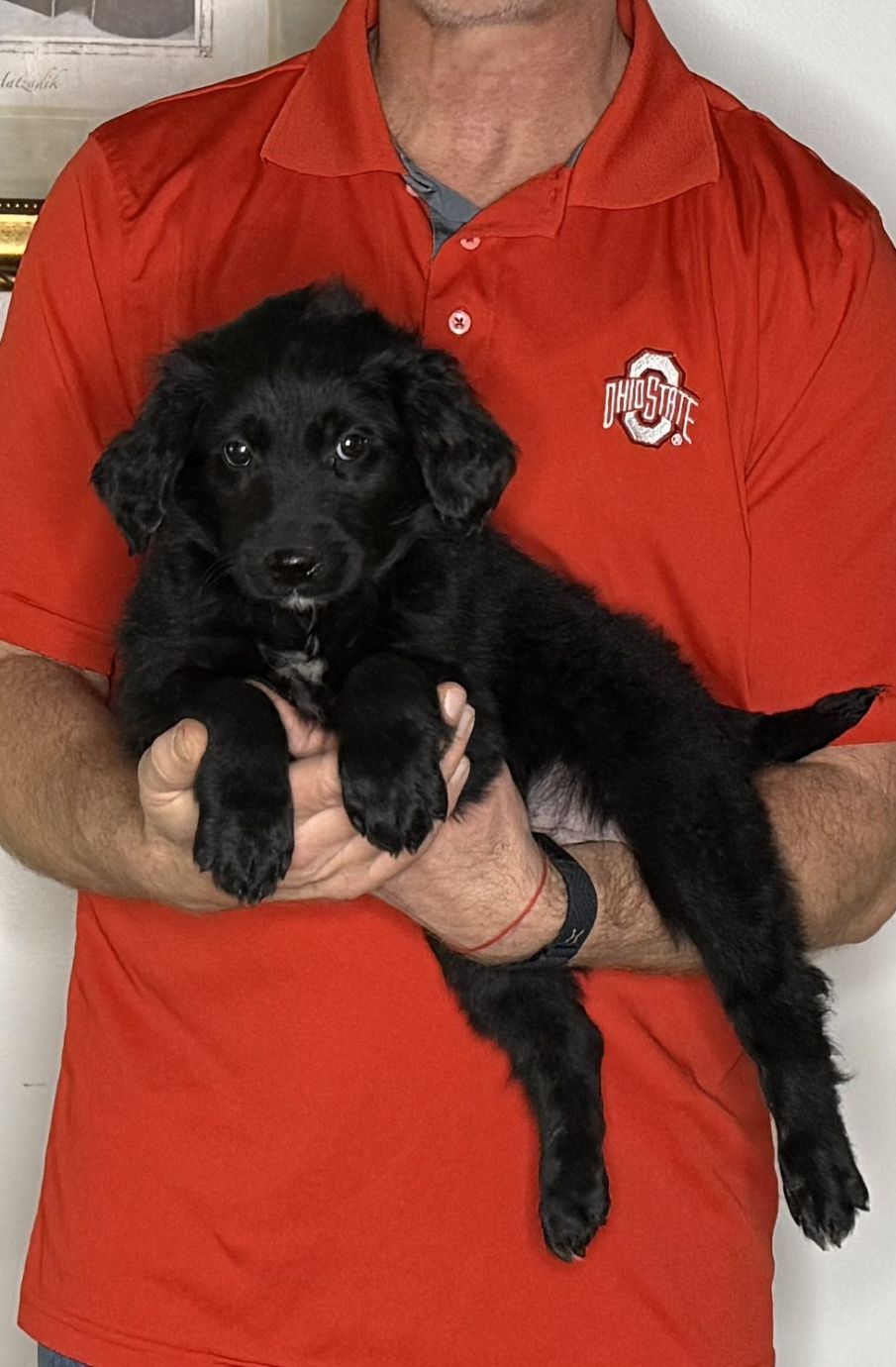 Bentley, an 8-week-old male Goldendoodle / Lab mix.