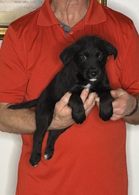 Buddy, an 8-week-old male Goldendoodle / Lab mix.