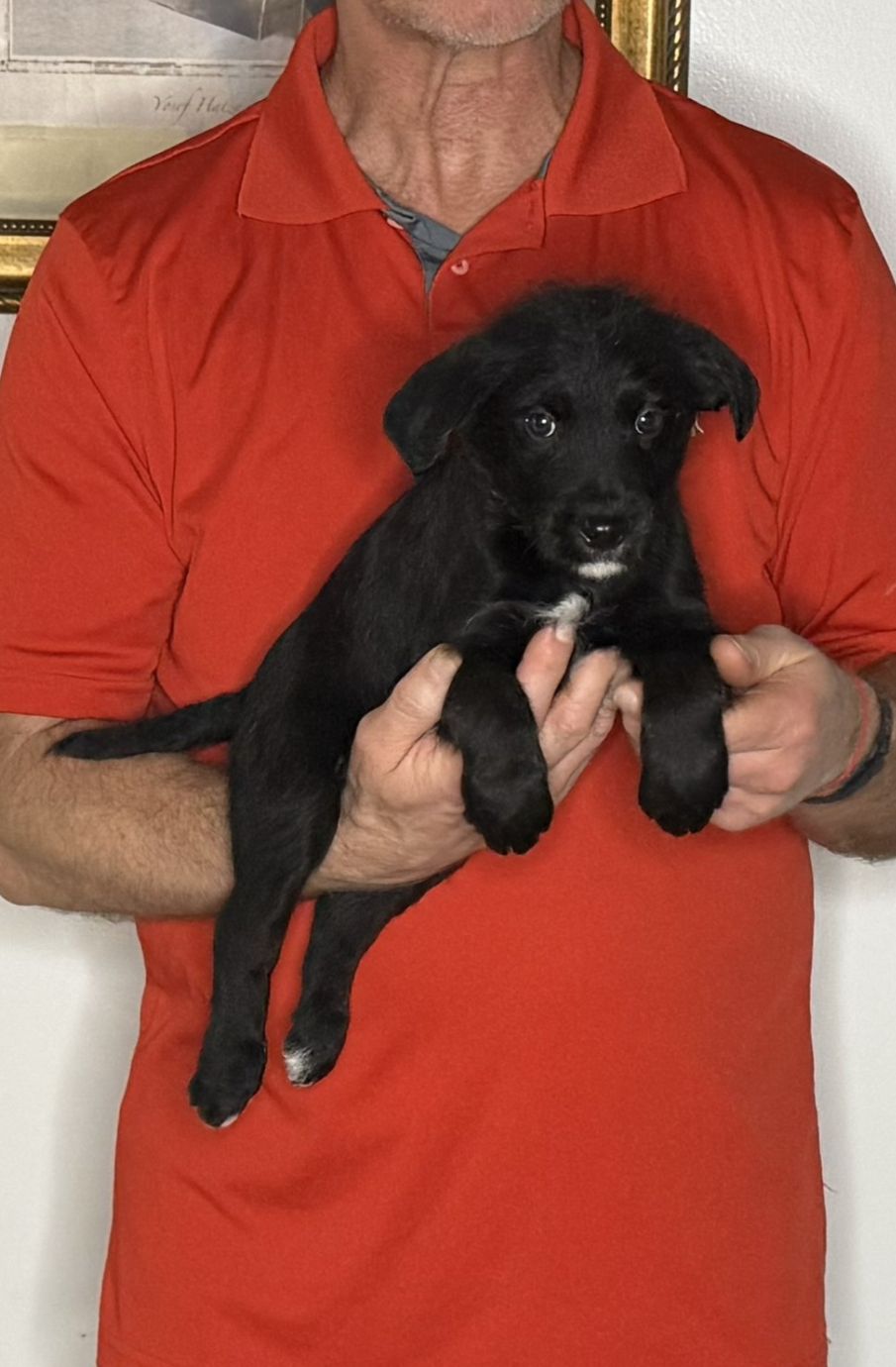 Buddy, an 8-week-old male Goldendoodle / Lab mix.