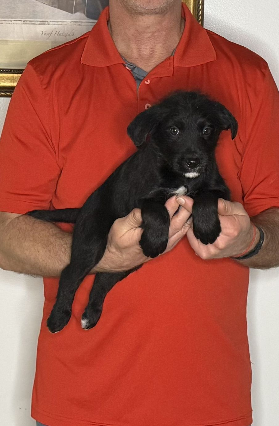 Buddy, an 8-week-old male Goldendoodle / Lab mix.