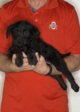 Charlie, an 8-week-old male Goldendoodle / Lab mix.
