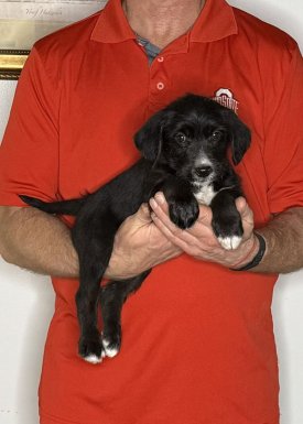Chloe, an 8-week-old female Goldendoodle / Lab mix.
