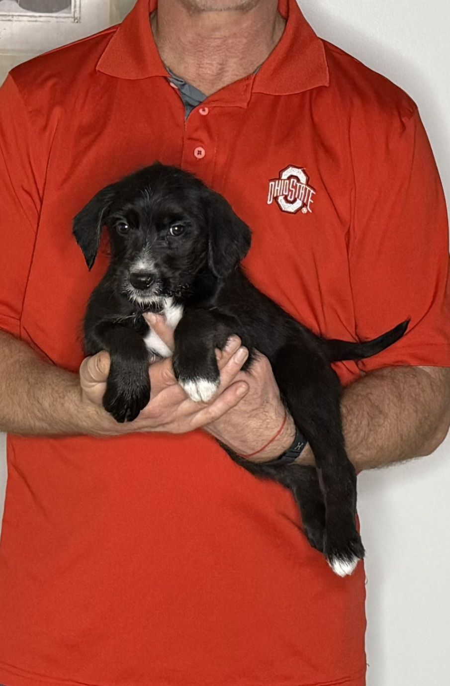 Chloe, an 8-week-old female Goldendoodle / Lab mix.