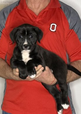 Daisy, an 8-week-old female Lab / Golden Retriever mix