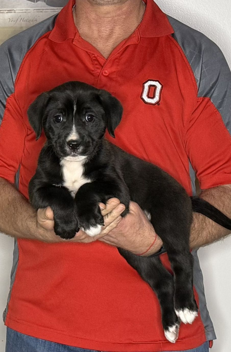 Daisy, an 8-week-old female Lab / Golden Retriever mix