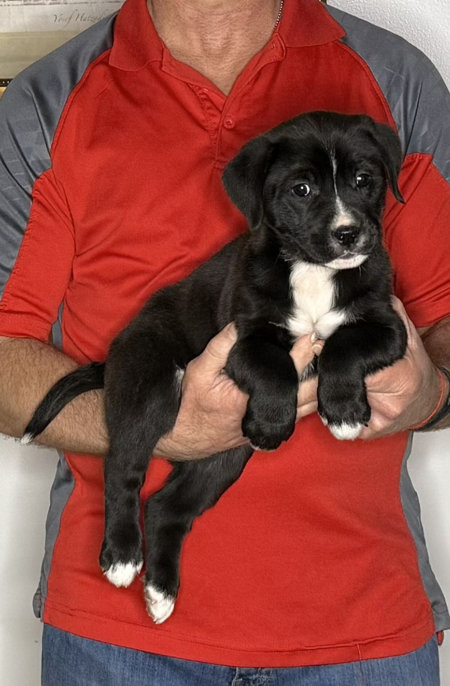 Daisy, an 8-week-old female Lab / Golden Retriever mix