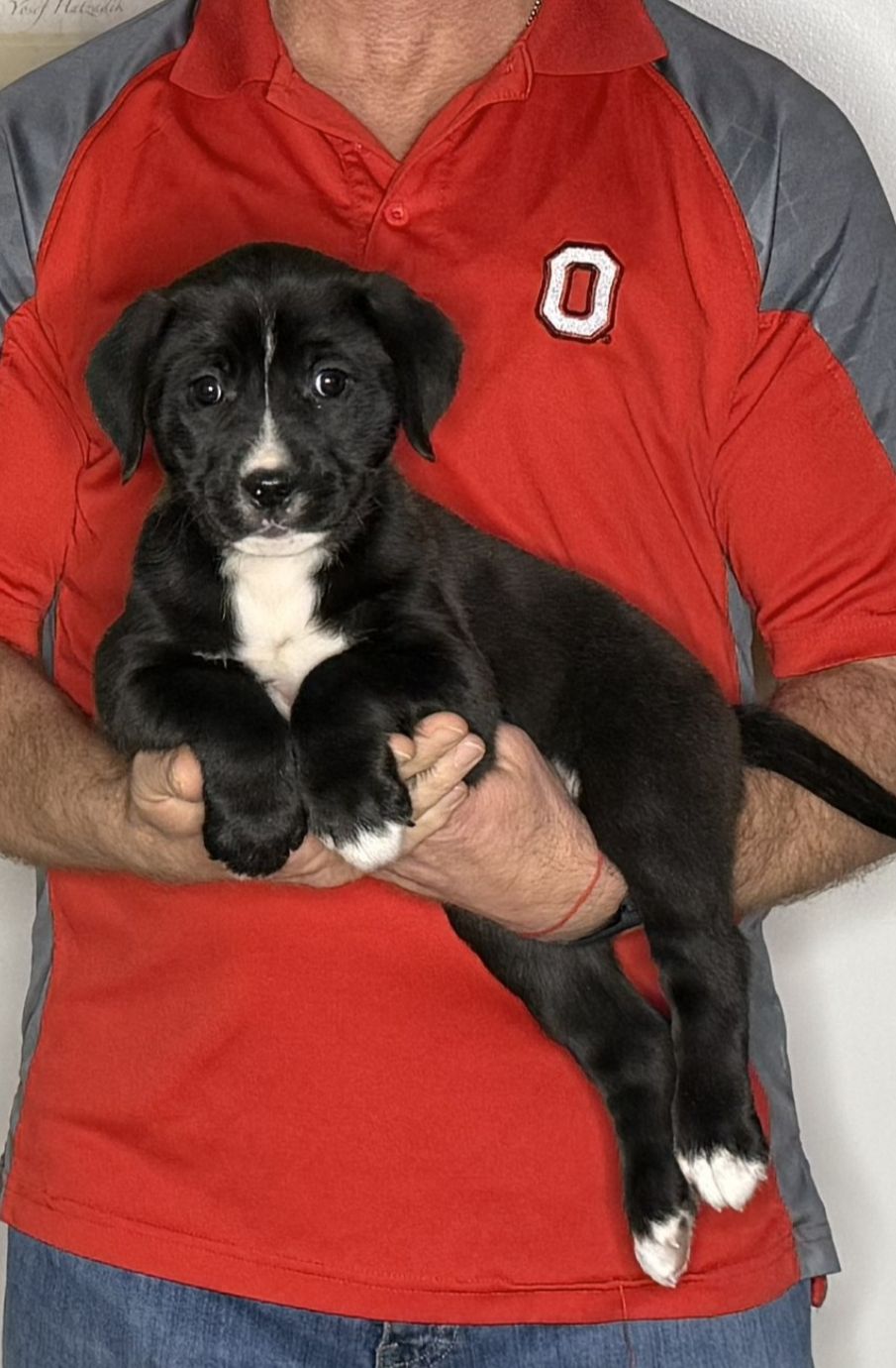 Daisy, an 8-week-old female Lab / Golden Retriever mix