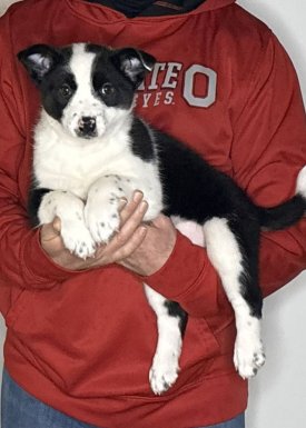 Gracie, a 10-week-old female Border Collie / Australian Cattle Dog