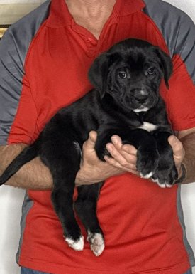 Harley, an 8-week-old male Lab / Golden Retriever mix