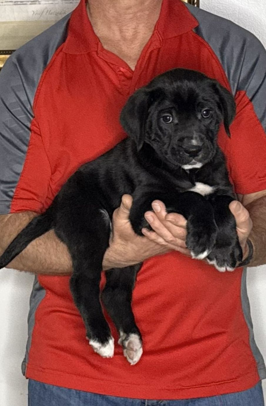 Harley, an 8-week-old male Lab / Golden Retriever mix