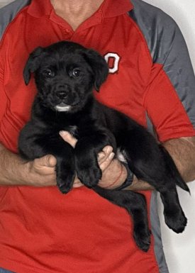 Lily, an 8-week-old female Lab / Golden Retriever mix