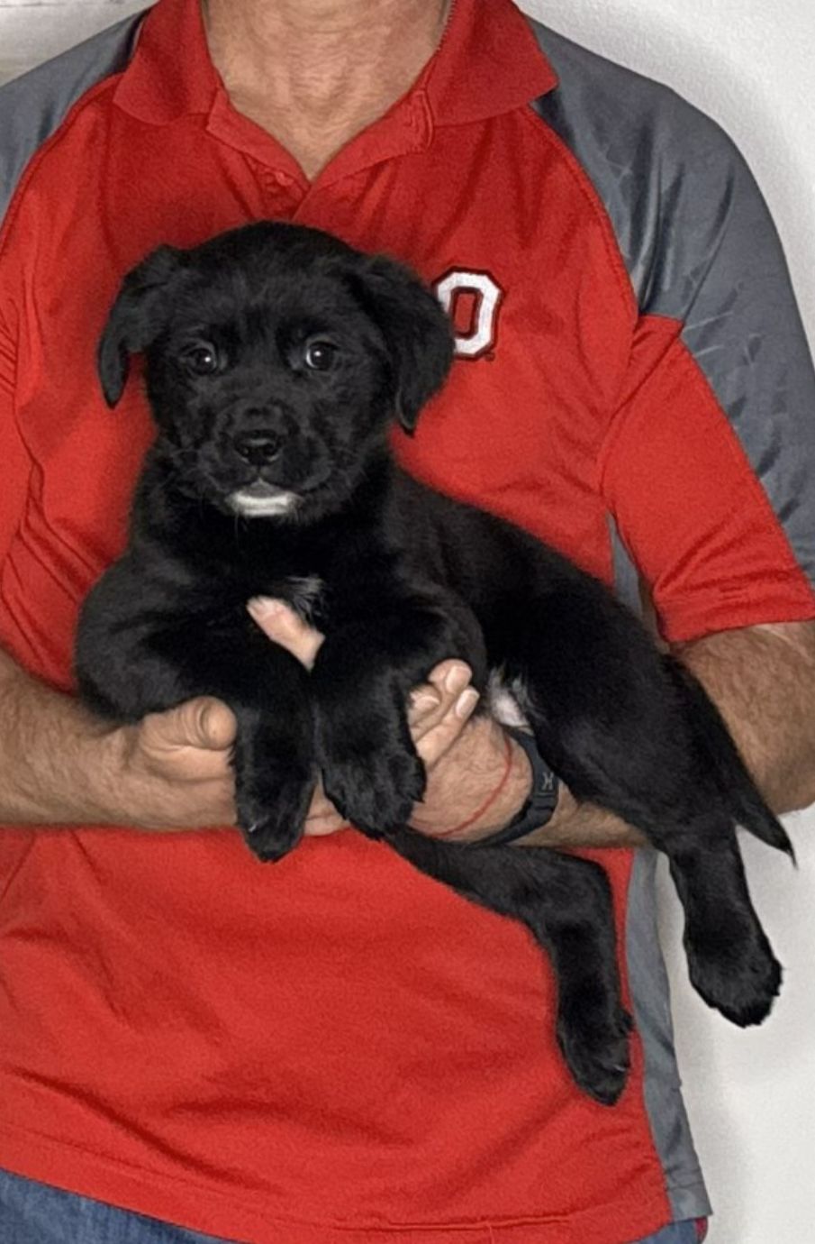 Lily, an 8-week-old female Lab / Golden Retriever mix