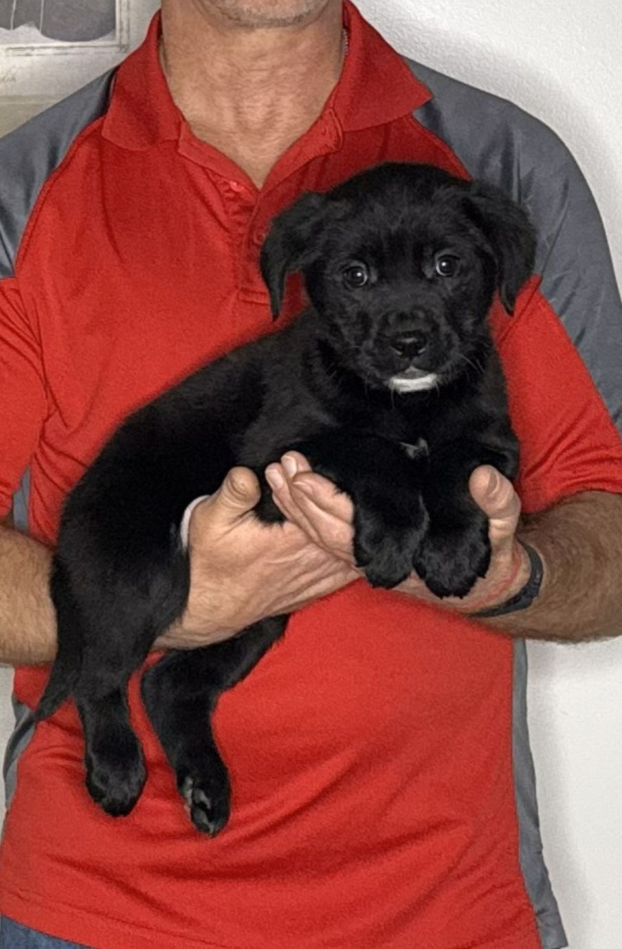 Lily, an 8-week-old female Lab / Golden Retriever mix