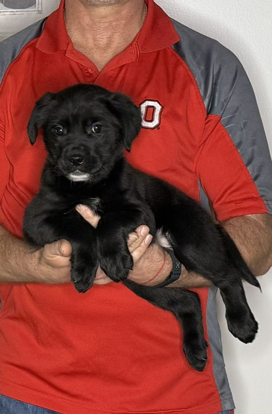 Lily, an 8-week-old female Lab / Golden Retriever mix