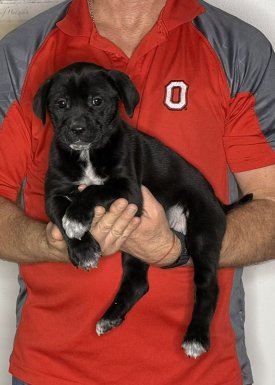 Luna, an 8-week-old female Lab / Golden Retriever mix