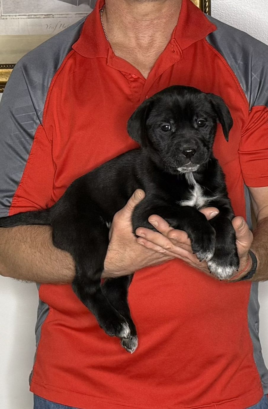 Luna, an 8-week-old female Lab / Golden Retriever mix
