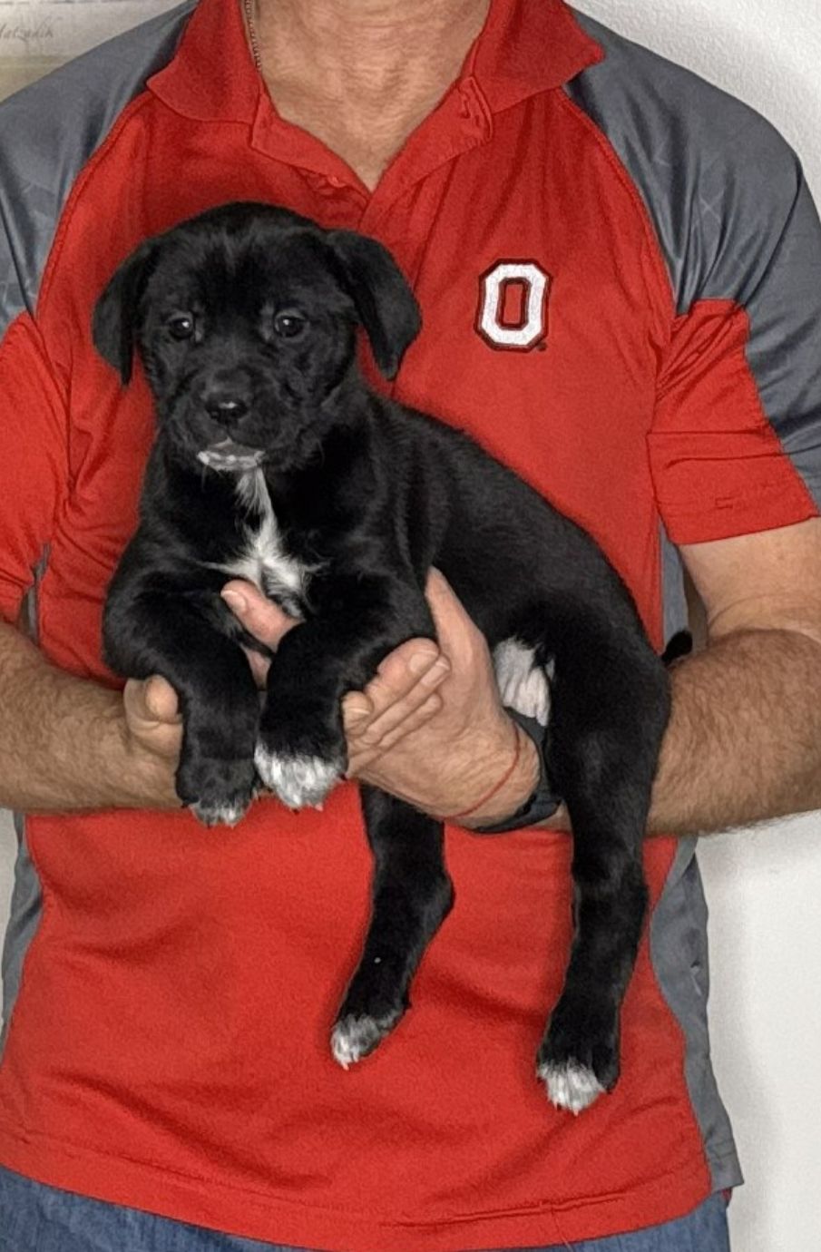 Luna, an 8-week-old female Lab / Golden Retriever mix