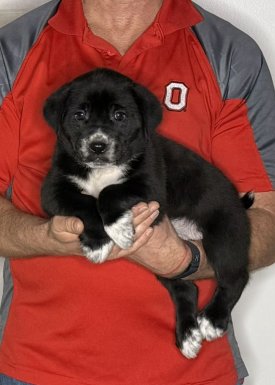 Moose, an 8-week-old male Lab / Golden Retriever mix
