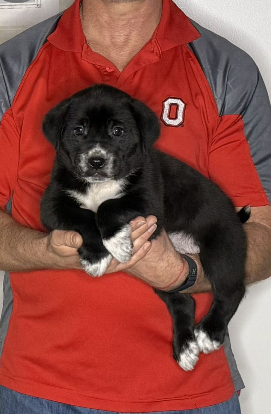Moose, an 8-week-old male Lab / Golden Retriever mix
