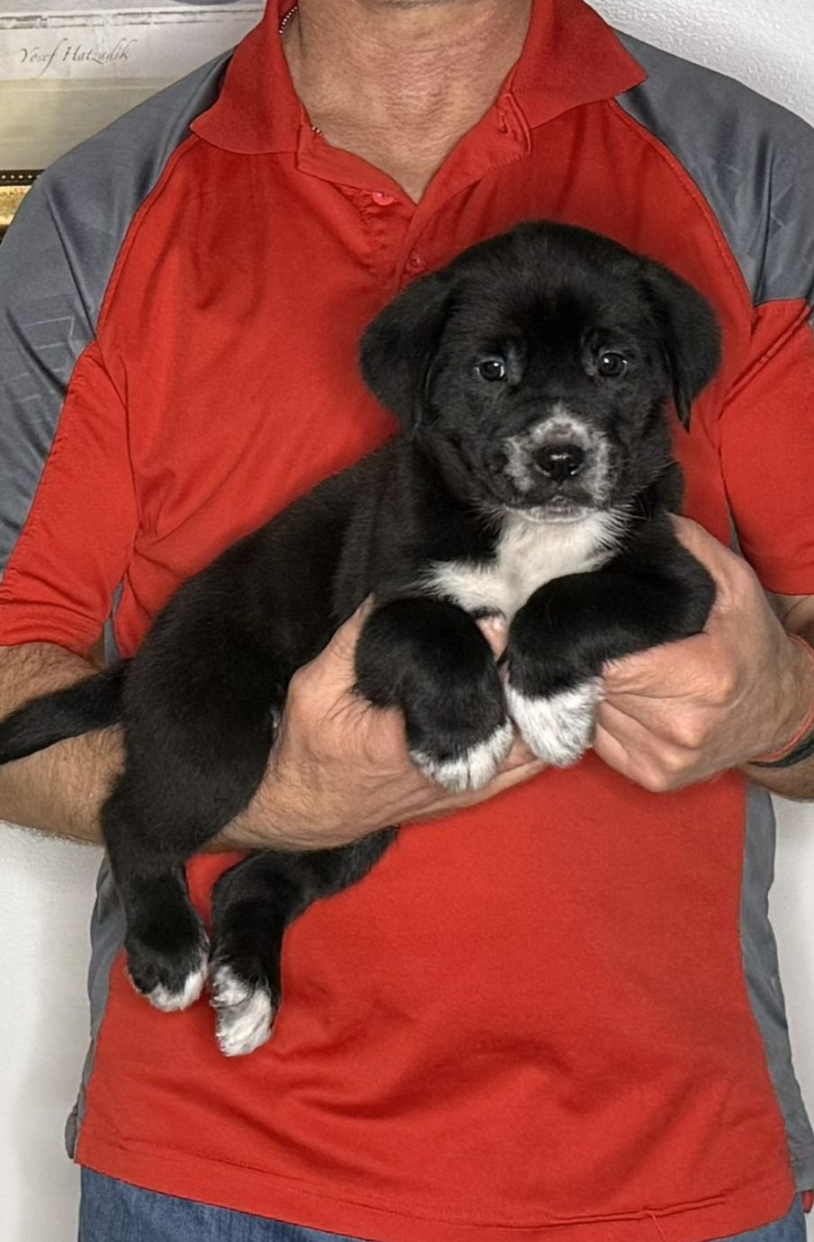 Moose, an 8-week-old male Lab / Golden Retriever mix