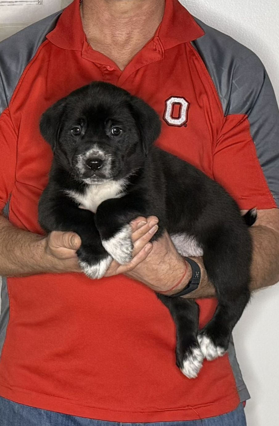 Moose, an 8-week-old male Lab / Golden Retriever mix