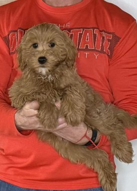 Nacho, a 12-week-old male Cavapoo