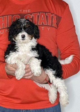 Nala, a 12-week-old female Cavapoo