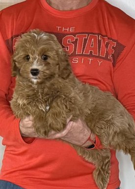 Nugget, a 12-week-old male Cavapoo