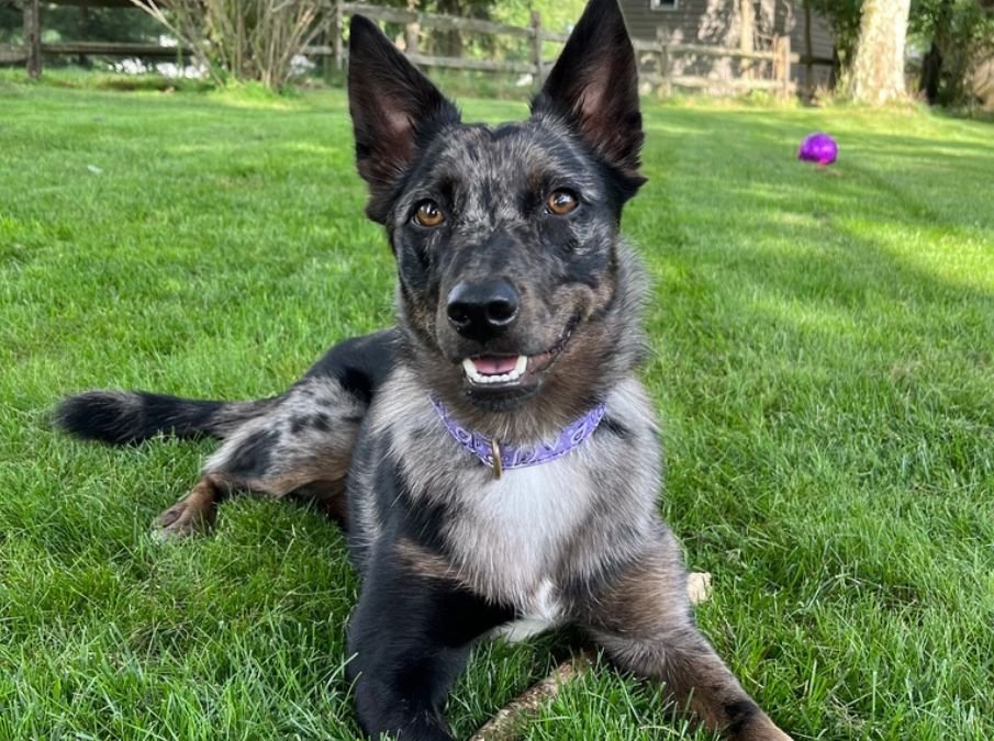 Piper – Another H2E Alumni