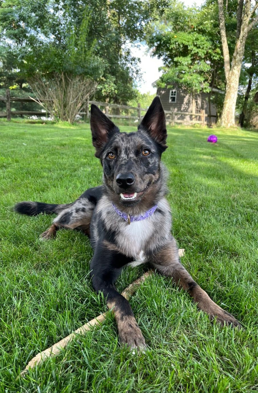 Piper – Another H2E Alumni