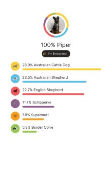 Piper's DNA results from Embark!