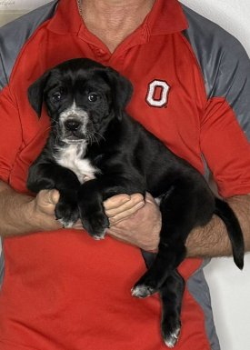 Rocco, an 8-week-old male Lab / Golden Retriever mix