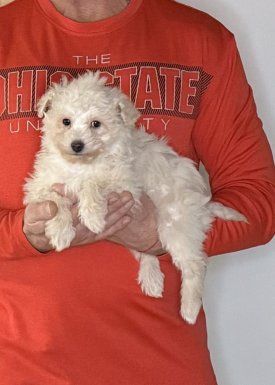 Valentino, 10-week-old male Mini Poodle