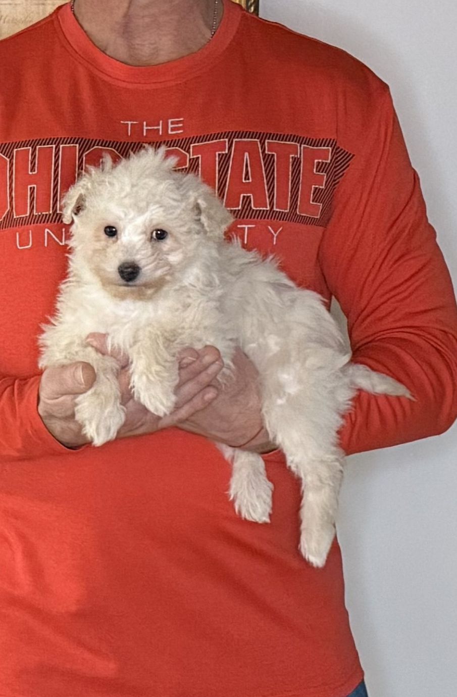 Valentino, 10-week-old male Mini Poodle