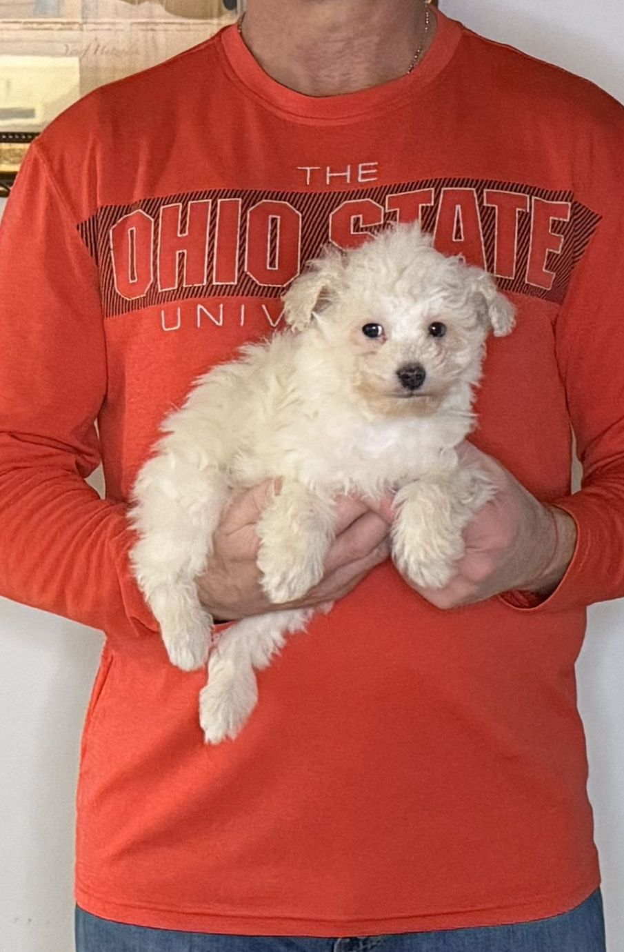 Valentino, 10-week-old male Mini Poodle