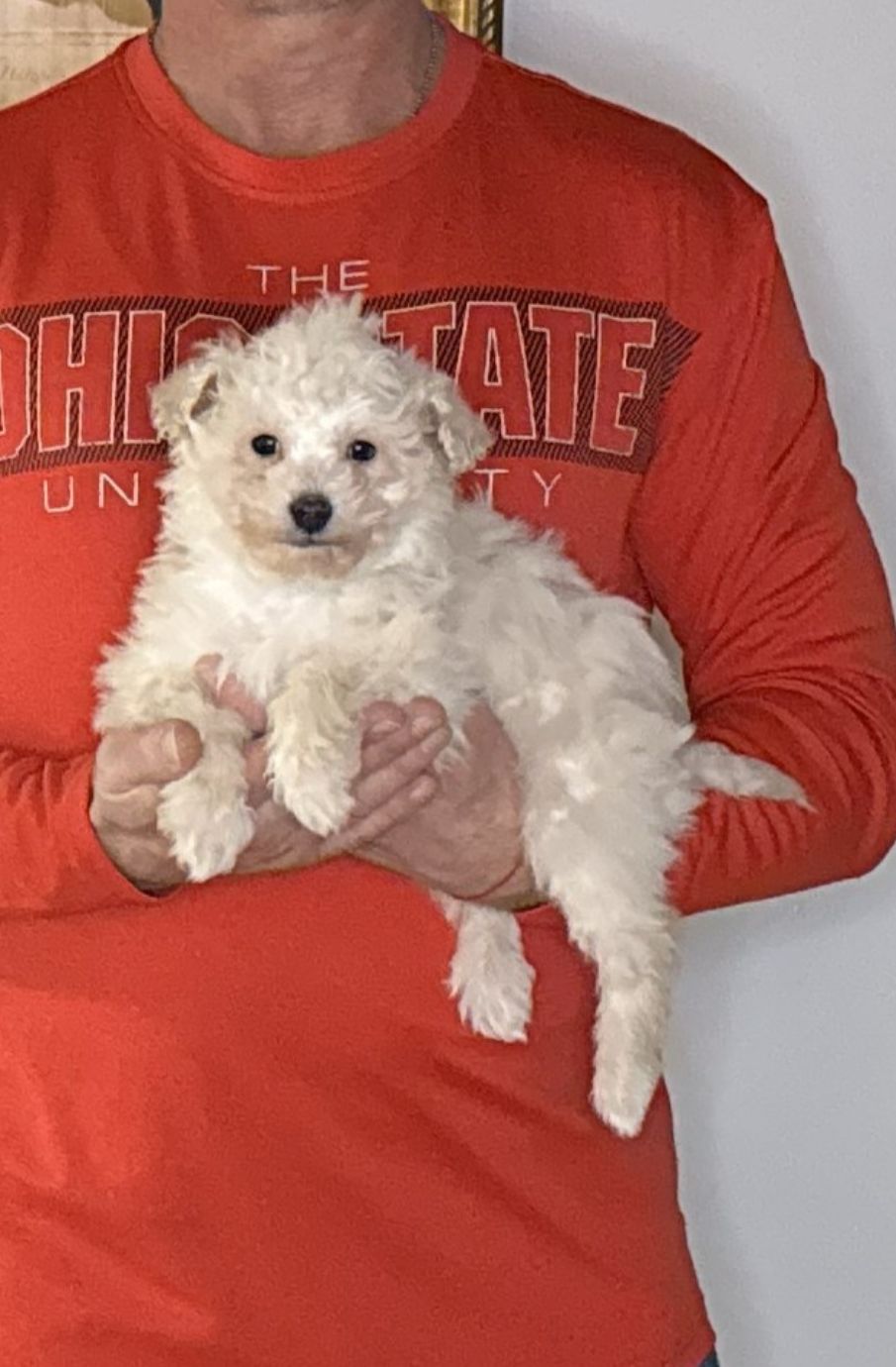 Valentino, 10-week-old male Mini Poodle
