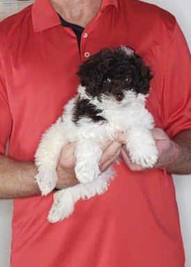 Wyatt, a 10-week-old male Mini Poodle.