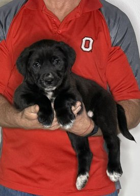 Zoey, an 8-week-old female Lab / Golden Retriever mix